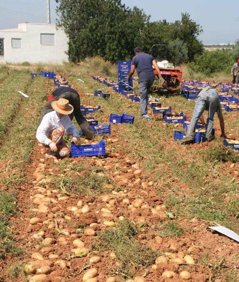 La caída de los precios obliga a los agricultores valencianos a destruir sus propias cosechas de cebollas y patatas