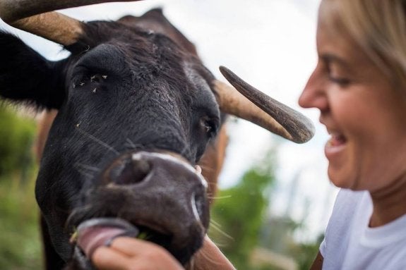 Margarita, una vaca sin credenciales