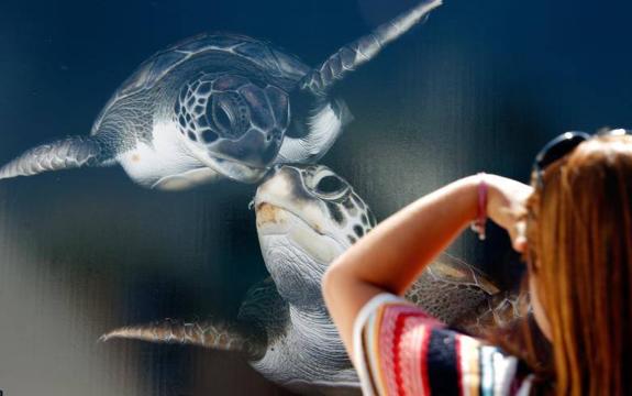 Festival Internacional de Imagen Submarina | Las fotos más impactantes del fondo marino, en l'Oceanogràfic