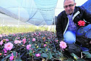 El señor de las camelias | Las Provincias